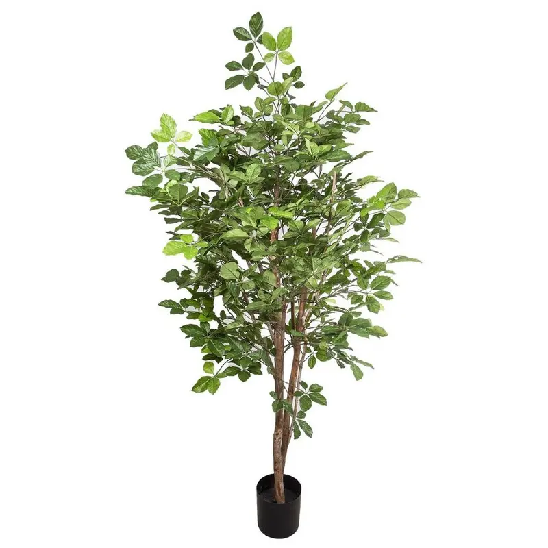1.5M Hornbeam Tree – Potted Ornamental Shrub 1