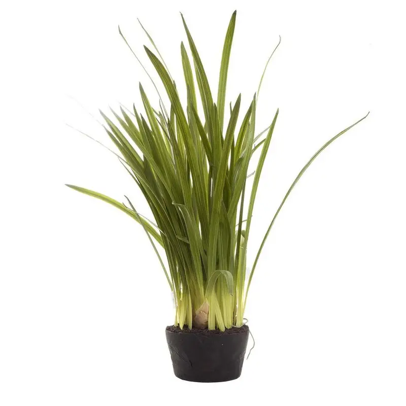1-Metre Cymbidium Leaf Arrangement In Soil-Filled Pot 1