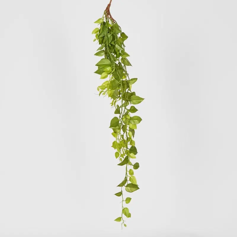 101Cm Hanging Green Philodendron Plant For Modern Interiors 1