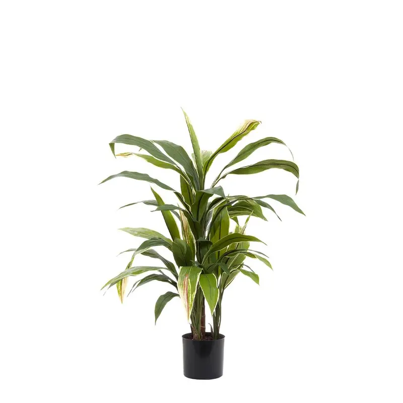 75Cm Cordyline Plant – Green And Yellow Variegated Foliage 1