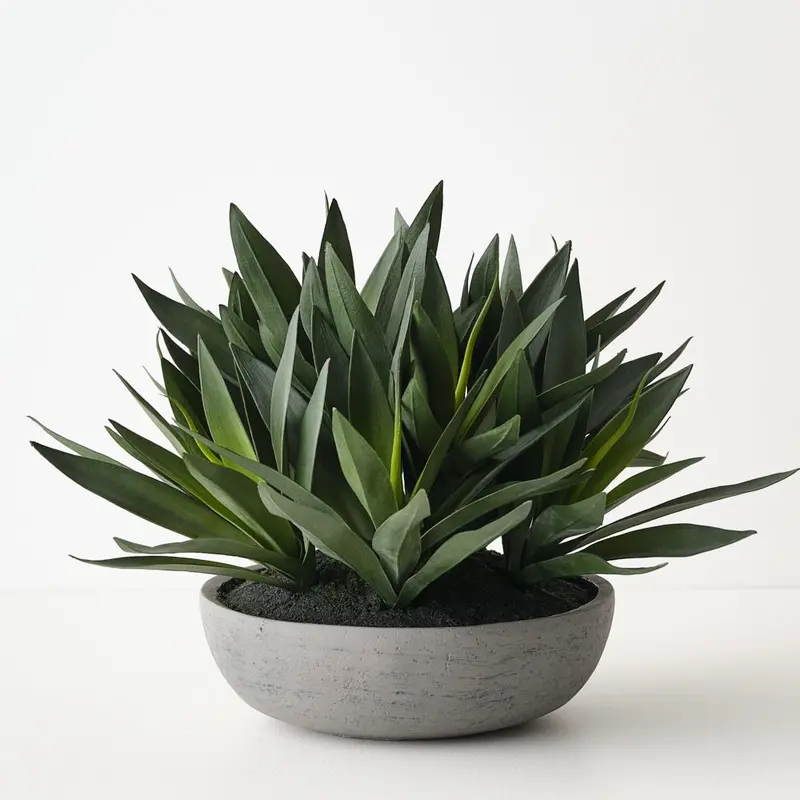 Agave Plant In Decorative Bowl 1