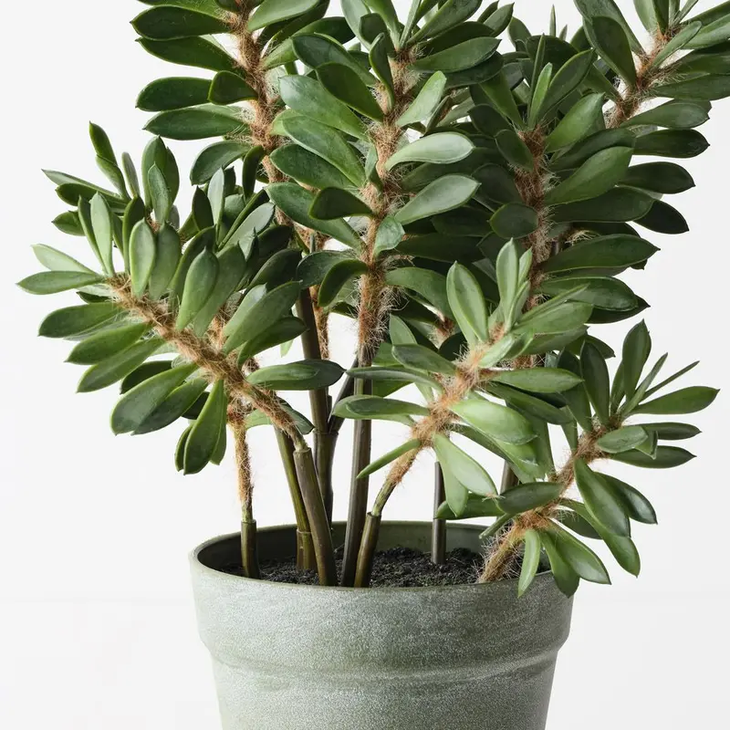 Alhagi Maurorum Drought-Tolerant Plants (2 Pcs) 1