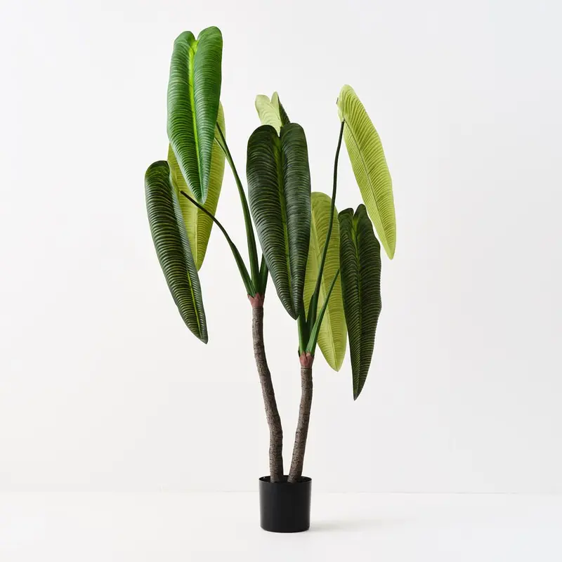 Anthurium Veitchii Living Plant – Rare Flamingo Flower Specimen 1