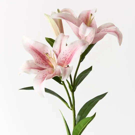 Asiatic Lily Stems – 12-Stem Collection 1