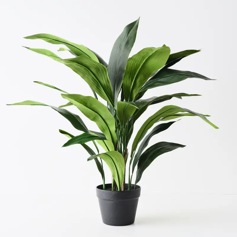 Aspidistra Plant – Pair Set 1