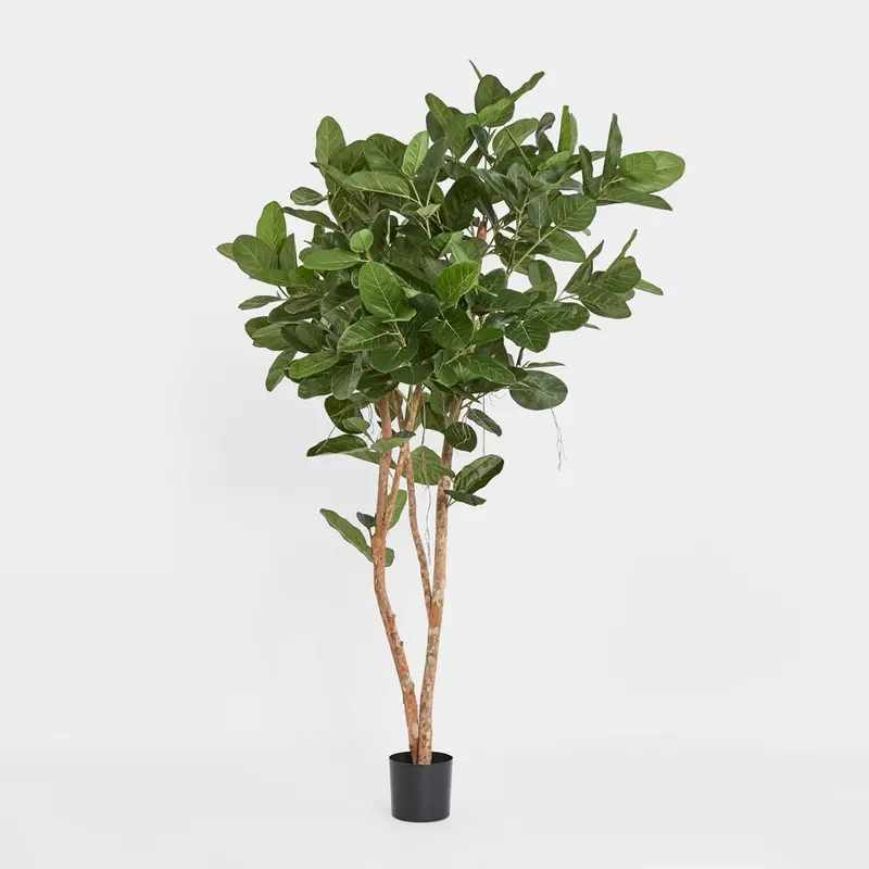 Audrey Ficus Tree – 180Cm Tall Potted Indoor Plant 1