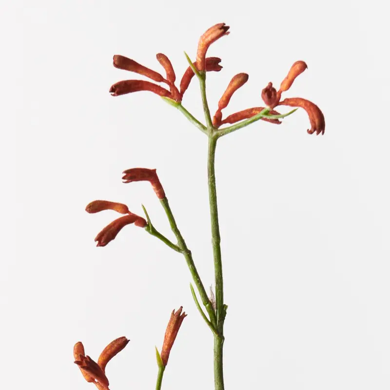Australian Kangaroo Paw Flowers – 12-Pack 1