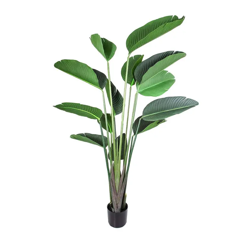 Bird Of Paradise Floor Plant – 1.8M Bold Tropical Statement 1