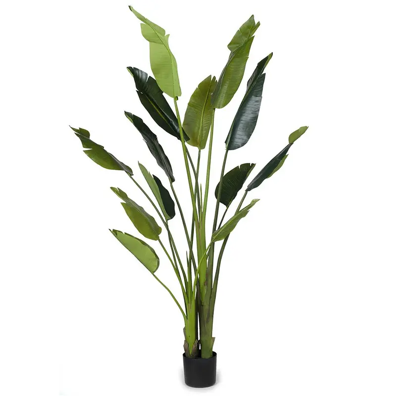 Bird Of Paradise Plant – Two-Piece Tropical Potted Ornamental Set 1