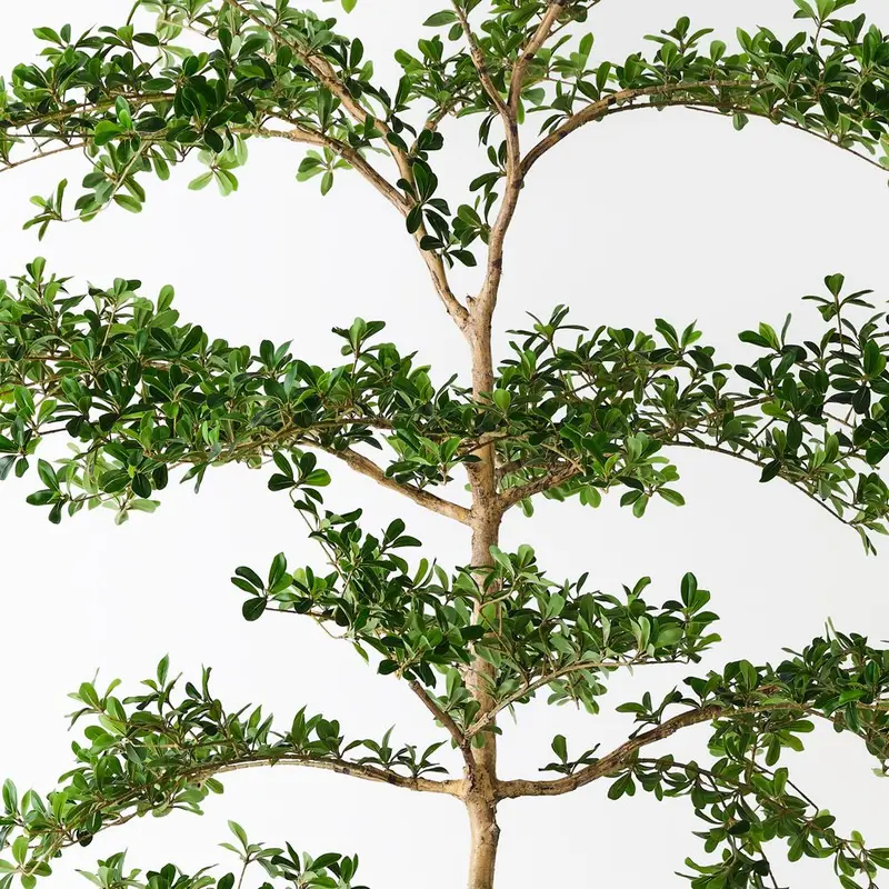 Black Olive Tree – Single Statement Indoor Plant 1