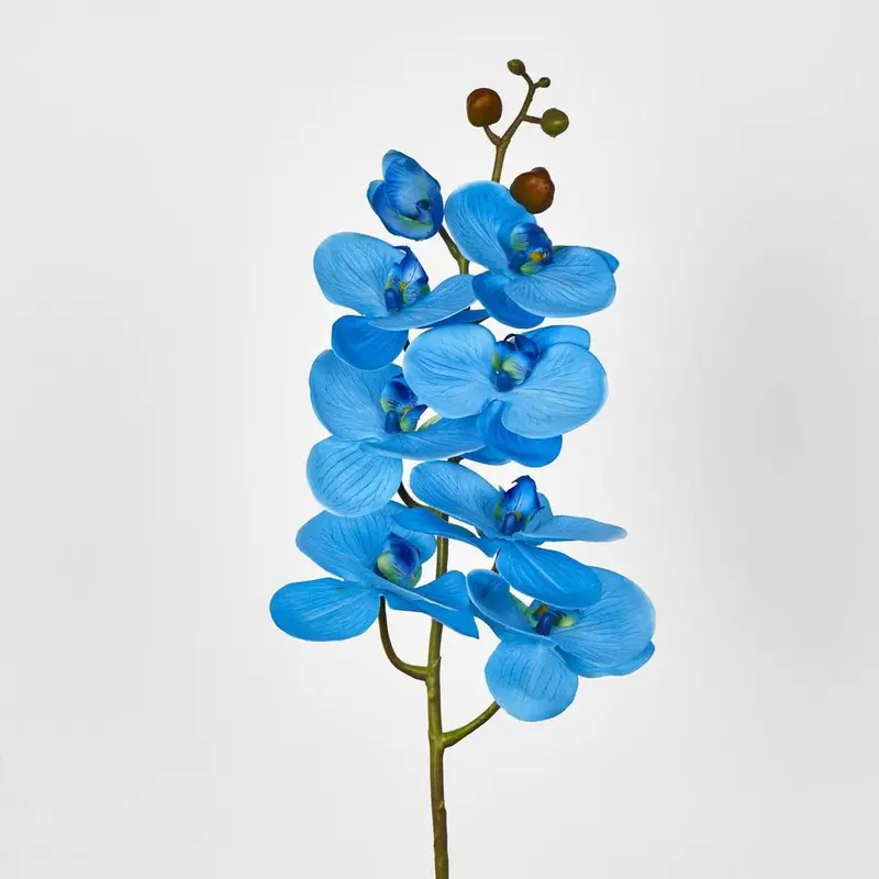 Blue Phalaenopsis Orchid Stem With Seven Blooms 1