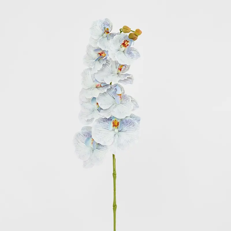 Blue Ripple Phalaenopsis Orchid Stem 1