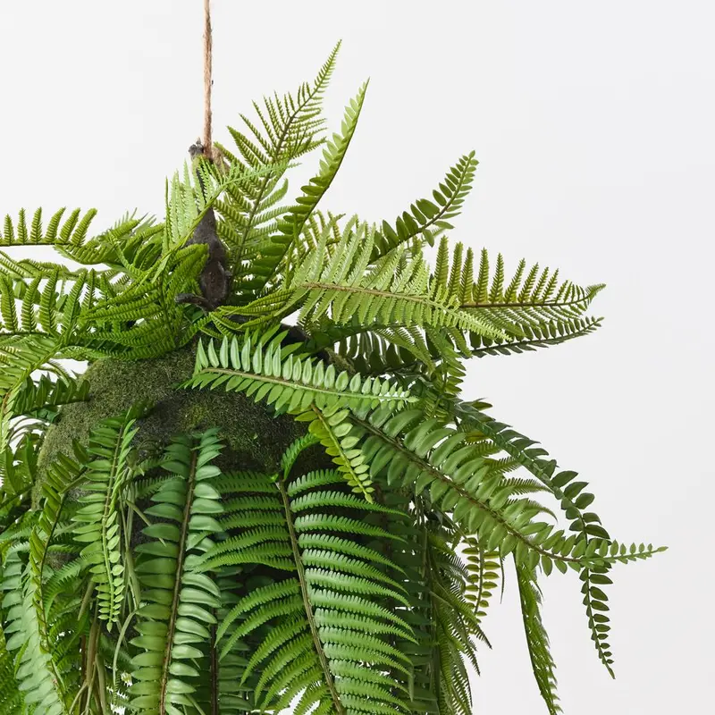 Boston Fern Hanging Ball – Single Unit 1