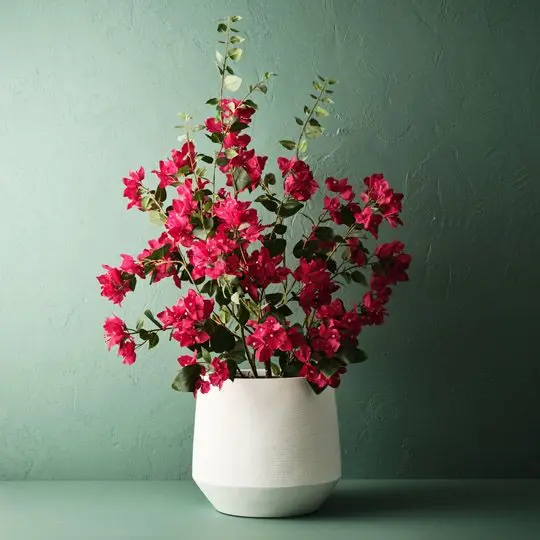 Bougainvillea Live Plant – Vibrant Pink Bract Flowering Shrub In Nursery Pot 1