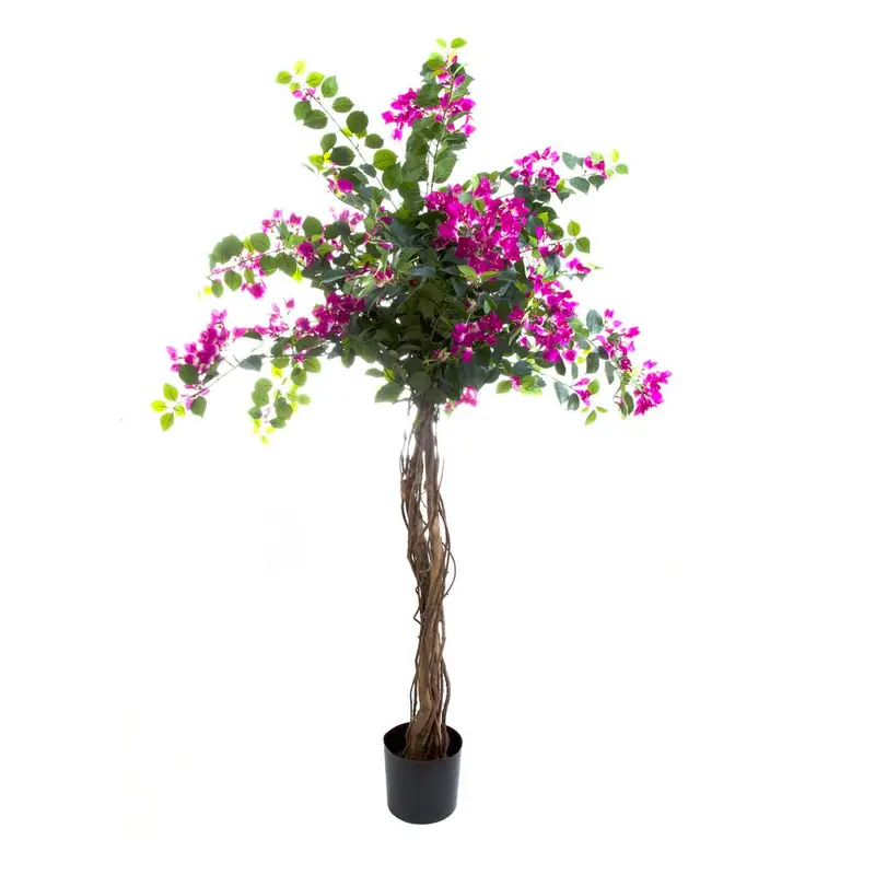 Bougainvillea Tree – Vibrant Flowering Patio Specimen (1.6M) 1