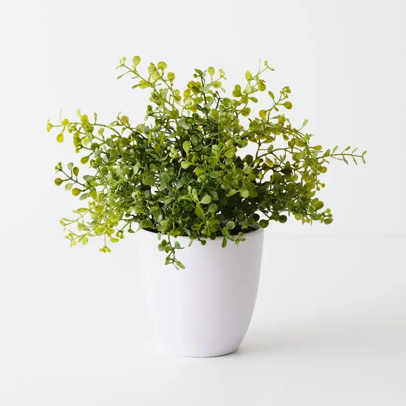Boxwood Topiary Set (6-Plant) 1