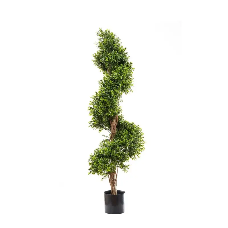 Budget Spiral Boxwood Topiary – 1.4 Meter Classic Twisted Form 1