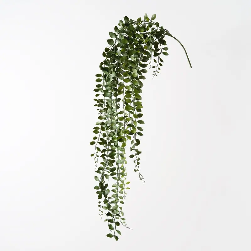 Button Fern Hanging Bush – Pack Of 6 1