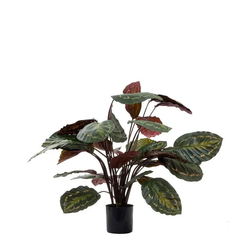 Calathea Fasciata – 65Cm Bold Green-And-Red Leaf Plant 1