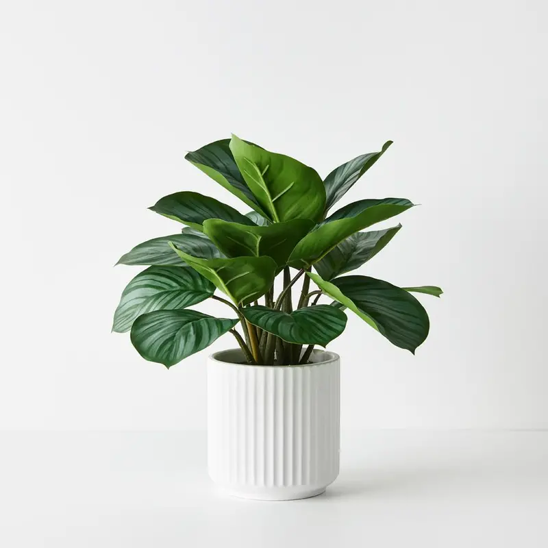 Calathea Houseplant In Ceramic Pot – Set Of 4 1