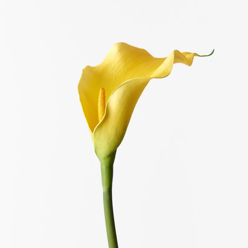 Calla Lily Stem Set – 24-Piece Elegant White Floral Bundle 1