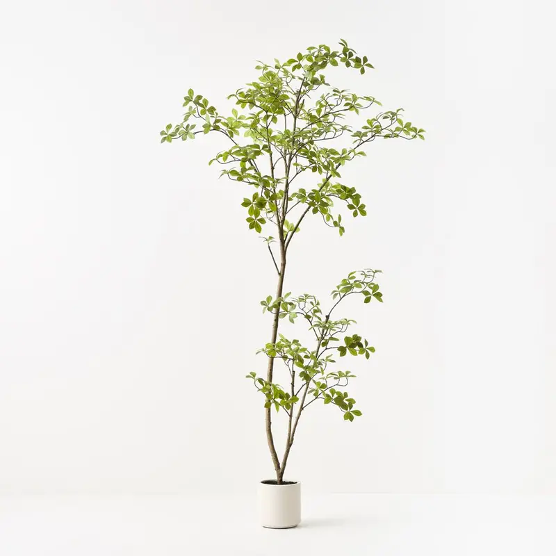 Cape Jasmine (Gardenia) Tree – Single Blooming Specimen 1