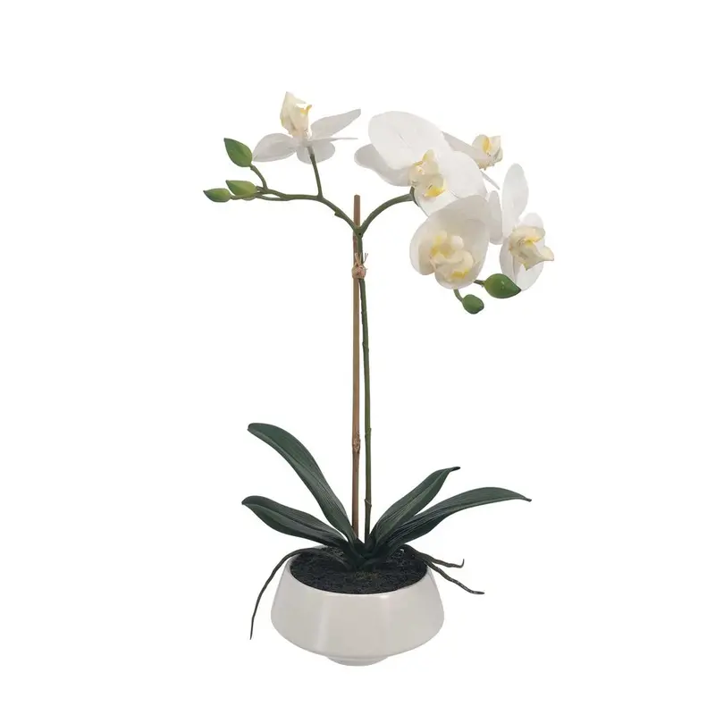 Compact White Orchid Arrangement – Small Ceramic Pot Included 1