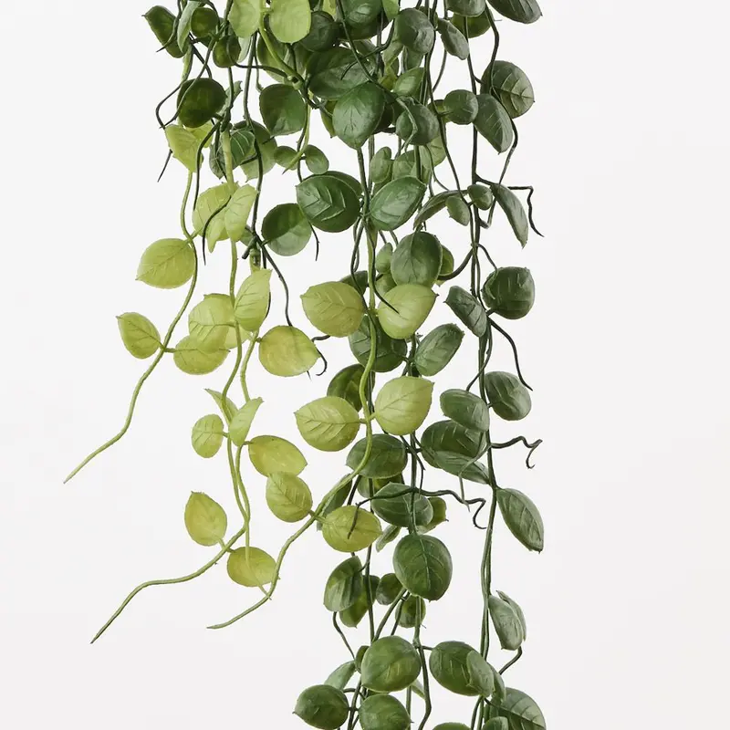 Cordata Hanging Vine Bush – 12-Plant Living Wall Set 1