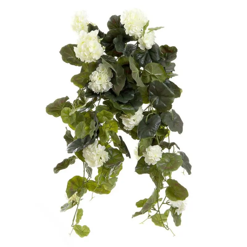 Cream-Colored Geranium Bush With Trailing Stems – 60Cm Potted Look 1