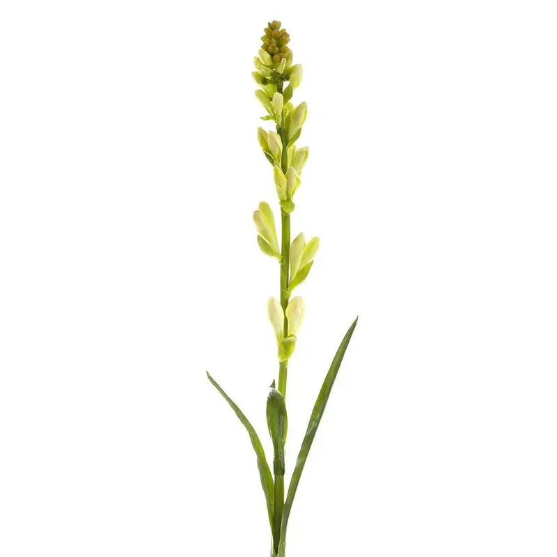 Cream & Green Tuberose Bud Stem – 80Cm Elegant Unopened Bloom 1