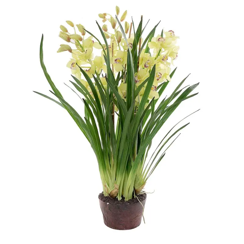 Cymbidium Orchid In Giant Paper Pot – 1.1 Meter Light Green Display 1