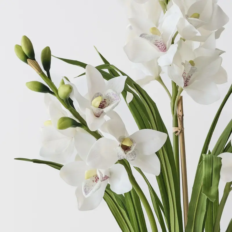 Cymbidium Orchid Single Plant 1