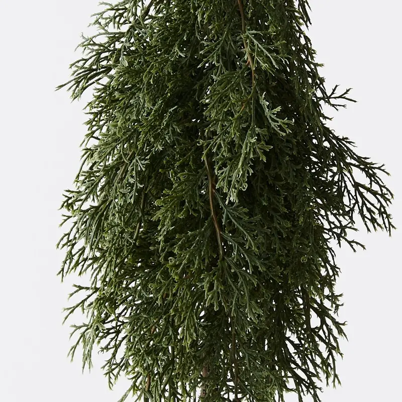 Cypress Pine Mini Grove – 6-Pot Living Arrangement 1