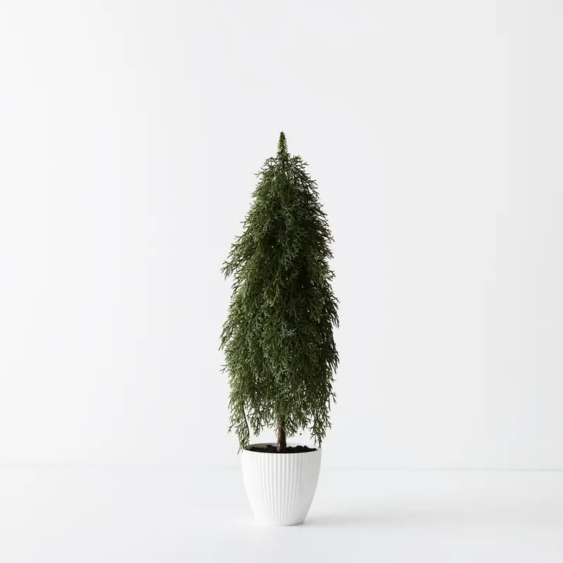 Cypress Pine Tabletop Tree – 4-Pot Set 1