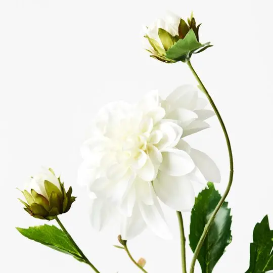 Dahlia Pompon Spray Bundle (12 Stems) 1