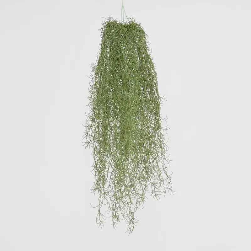 Dark Green Hanging Spanish Moss Foliage 1