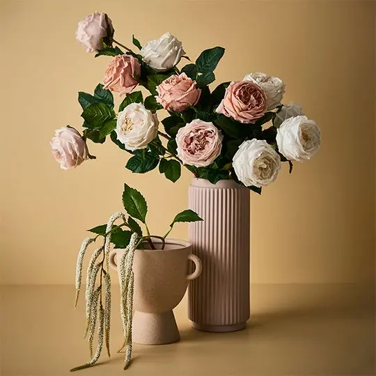 David Austin Rose Spray Pack (12 Stems) 1