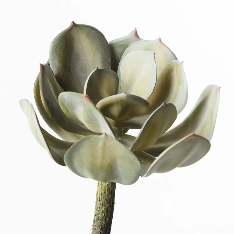 Echeveria Succulent Arrangement – 12-Unit Set 1