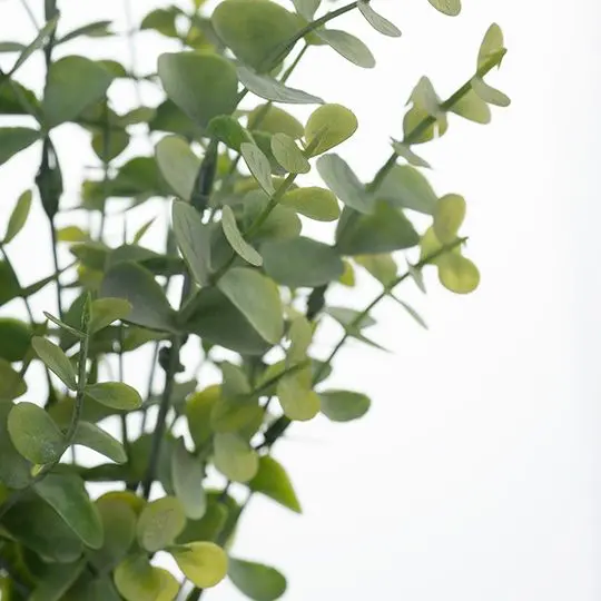 Eucalyptus Foliage Bush – 12-Piece Dense Artificial Greenery Set 1