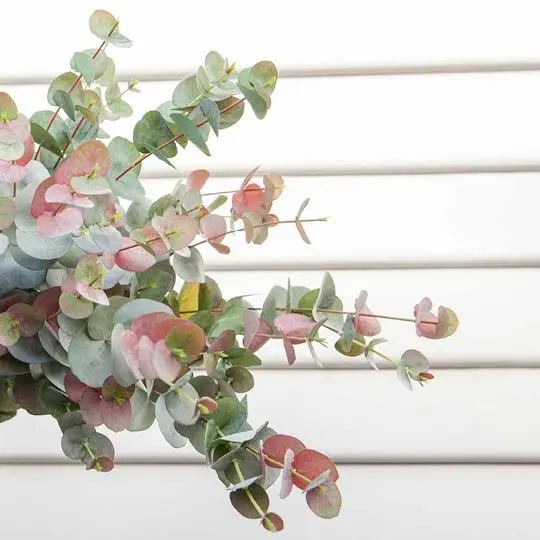 Eucalyptus Silver Dollar Artificial Stems – Pack Of 12 1