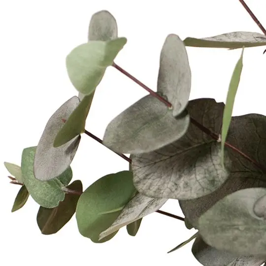 Eucalyptus Silver Dollar Bush – Round-Leaf Dried Greenery (6-Pack) 1