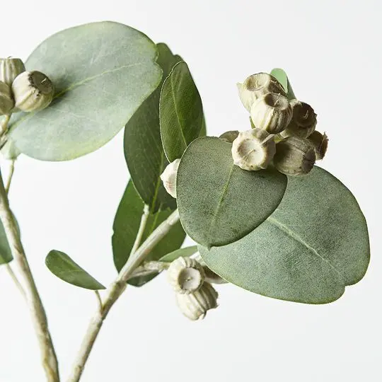 Eucalyptus Tetragona Spray – Angular Twiggy Greenery (12-Pack) 1