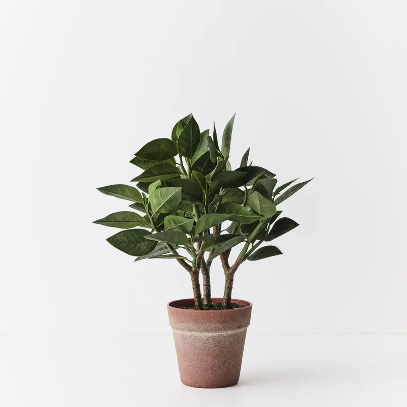 Euphorbia Martinii 'Zig Zag' Plant Set (2 Pcs) 1