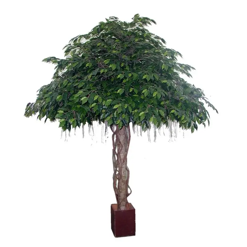 Fat Ficus Artificial Umbrella Tree – 3.05M Tall Statement Piece 1