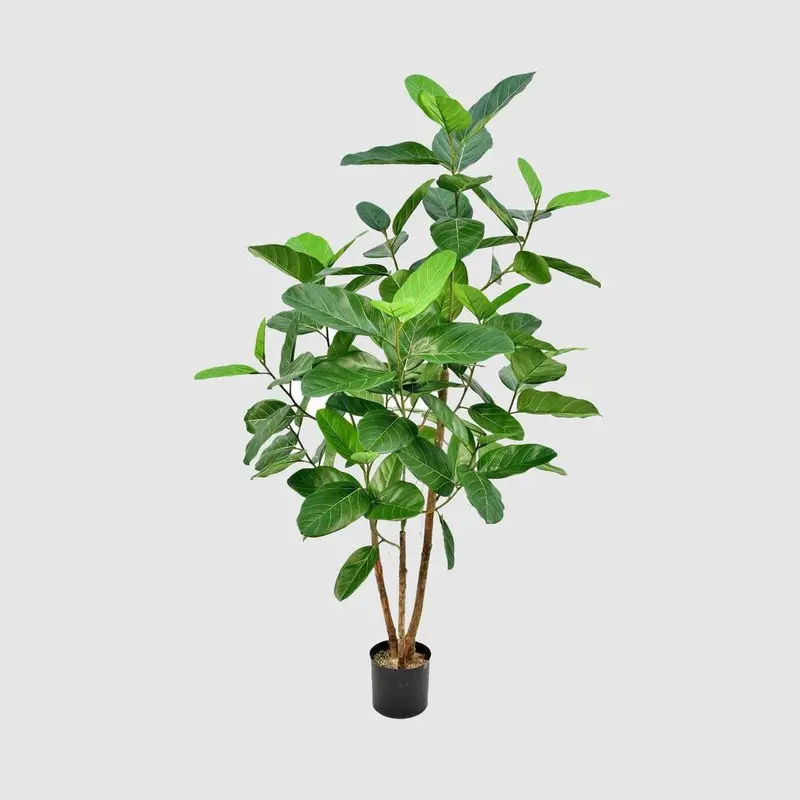 Ficus Audrey Indoor Tree – 91Cm Tall Potted Plant 1