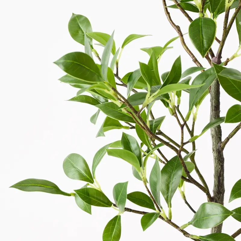 Ficus Plant Collection – Set Of 6 Realistic Potted Greens 1