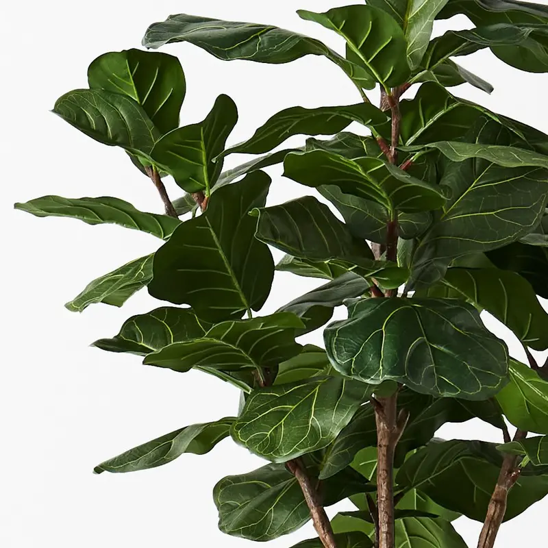 Fiddle Leaf Tree Faux Botanical – Dual-Piece Statement Set 1