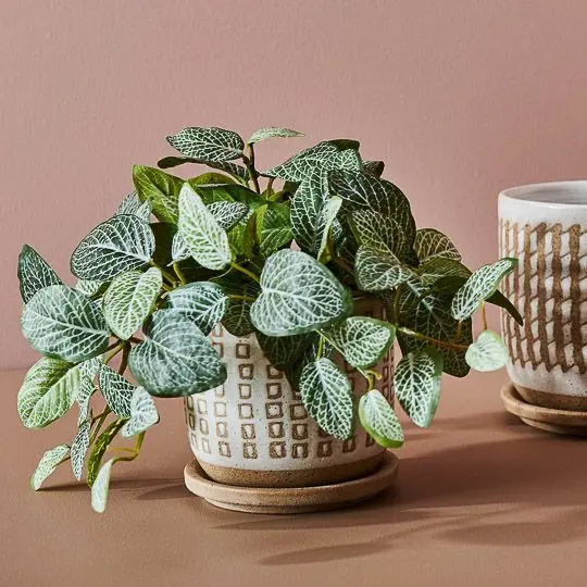 Fittonia (Nerve Plant) Hanging Pot Set – 6-Piece Indoor Greenery Collection 1