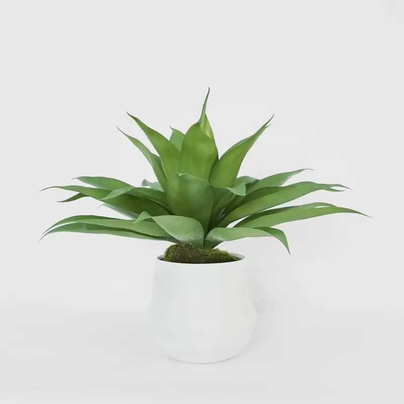Giant Agave Plant In Ana Ceramic Planter 1