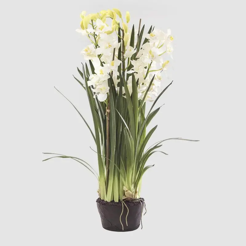 Giant Cymbidium Orchid In White Paper Pot (1.1M Tall) 1